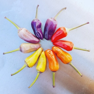 Pepper Seeds, Heirloom Chinese Five Color Pepper Seeds, Hot Peppers, Organic, Non GMO