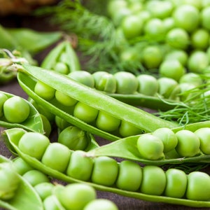 English Peas Seeds, Green Arrow, Heirloom, Organic, Non gmo, Up to 11 Sweet Peas in Every Plump Pod