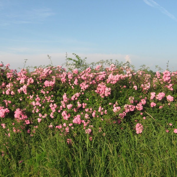 20 Prairie Wild Rose Seeds, Pink Rose,  Arkansas Rose, Climbing Rose, Vining Rose, Fragrant