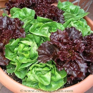500 Lettuce Seed Mix, 8 varieties, Heirloom, Organic, Non Gmo, FREE SHIPPING