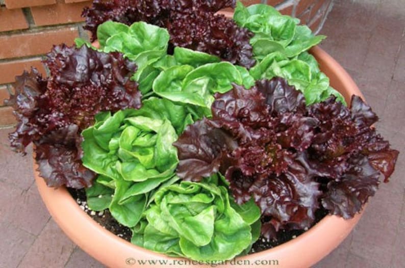 500 Lettuce Seed Mix 8 Varieties Heirloom Organic Non Gmo Etsy