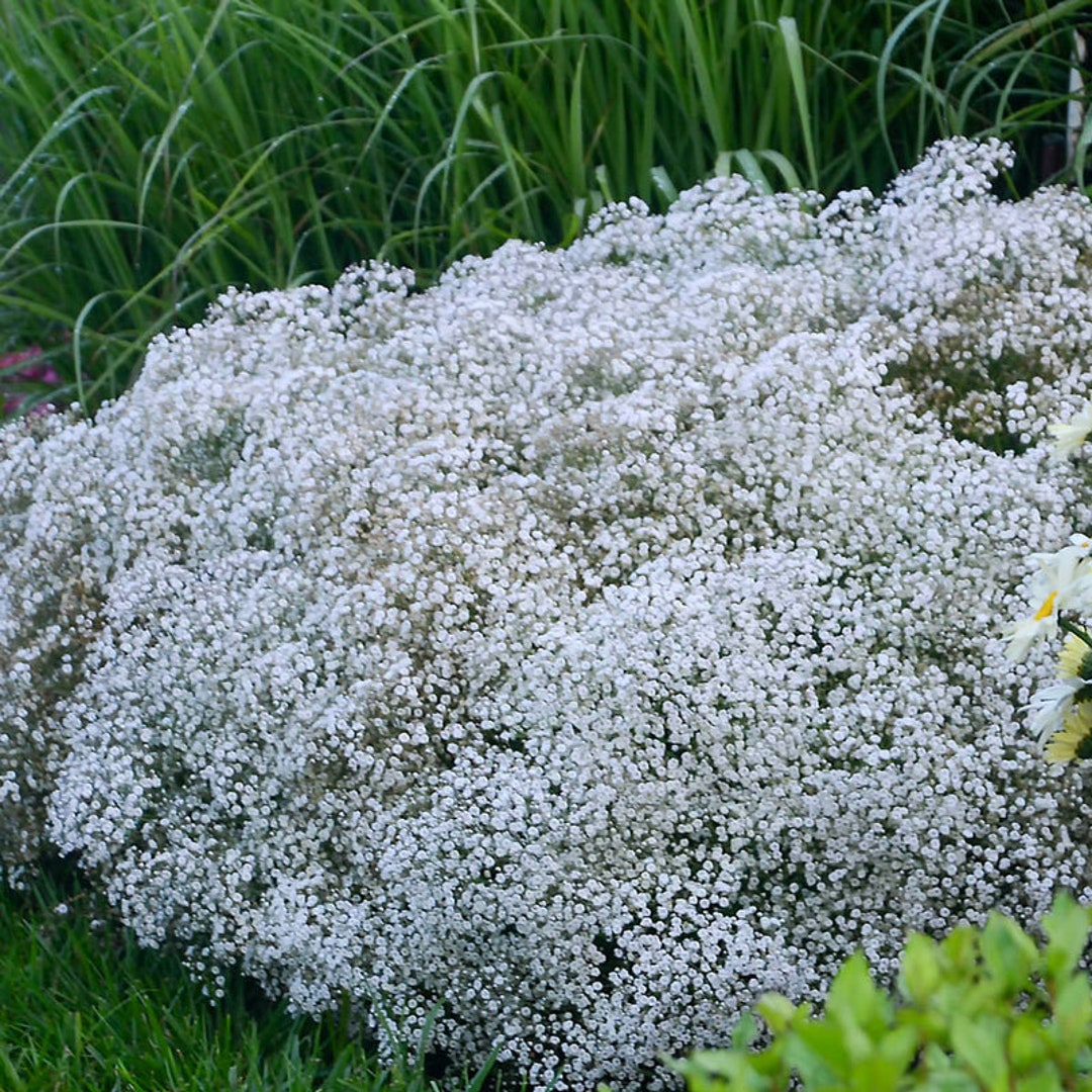 Wholesale Bulk Flower Seeds - Baby's Breath (Gypsophila elegans) Seed, Sold  by the Pound