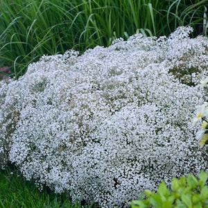 500 Baby's Breath Flower Seeds | Gypsophila Elegans | 1 Day Shipping | White Flowers |PERENNIAL
