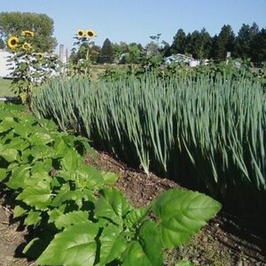 May include: A garden bed with rows of green onions, sunflowers, and leafy green plants.