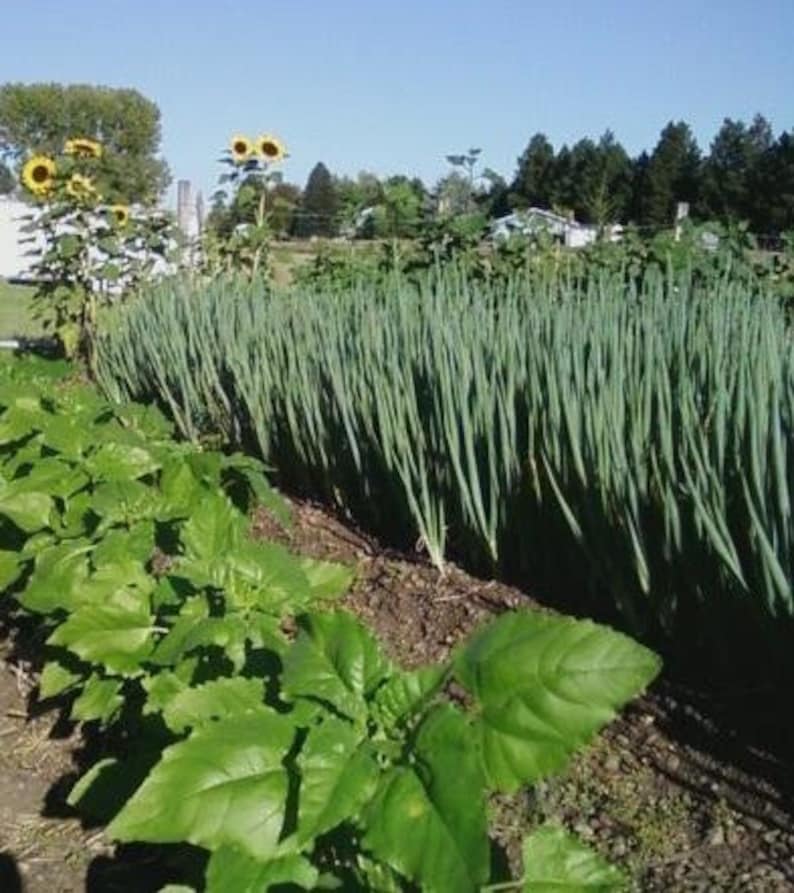 May include: A garden bed with rows of green onions, sunflowers, and leafy green plants.