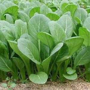 100 Heirloom Mustard Green Seeds, Tendergreens, Organic, Non Gmo, Free Shipping