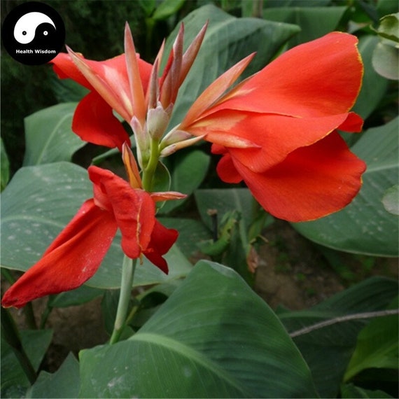 10 Red Canna Indica Shot Seeds Brilliant Red Tropical Plant - Etsy