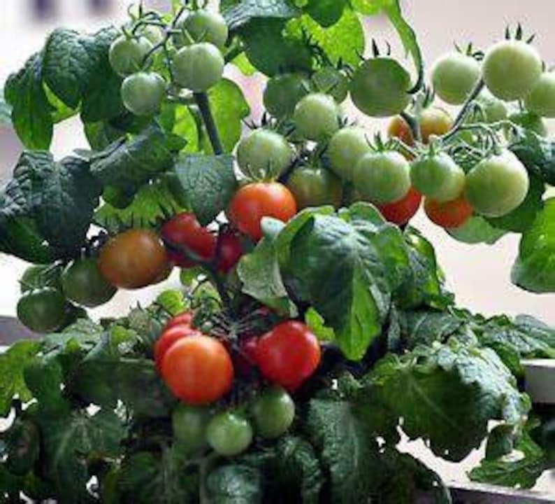 Heirloom Dwarf Tiny Tim Tomato Seeds Organic Micro Tomato Etsy