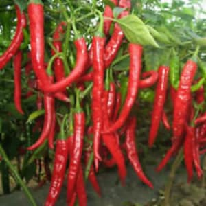 30 Heirloom Cayenne Pepper Seeds, Organic, Non Gmo, Hot Pepper