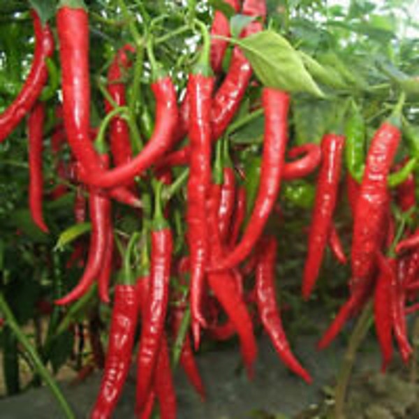 30 Heirloom Cayenne Pepper Seeds, Organic, Non Gmo, Hot Pepper