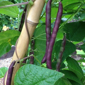 Purple Bean Seeds - Pole Snap Beans - Cherokee Trail of Tears