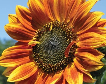 Sunflower Seeds for Planting -Autumn Beauty, Heirloom Seeds, Easy to Grow