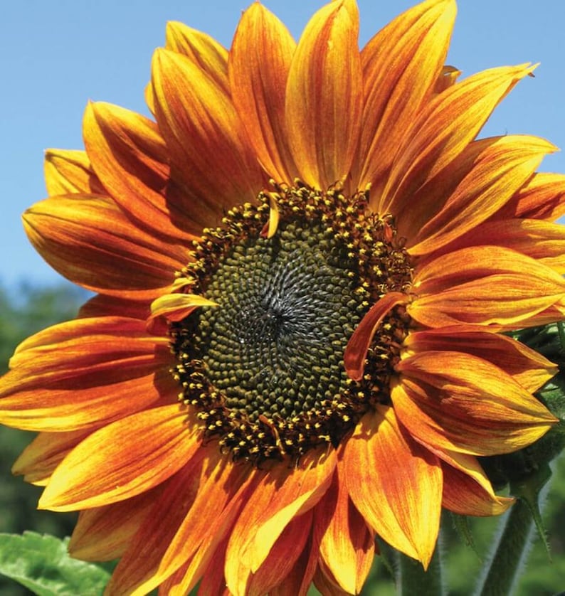 Autumn Beauty Sunflower Mix Seeds Heirloom Organic Multiple Etsy