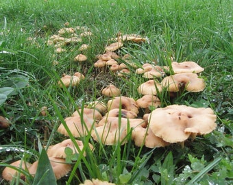 Mycélium de Morille Conique Kit de culture champignons Mushroom