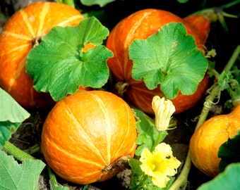 15 Graines de Potimarron - légumes courges jardin potager - Semences Paysannes reproductibles - non traitées