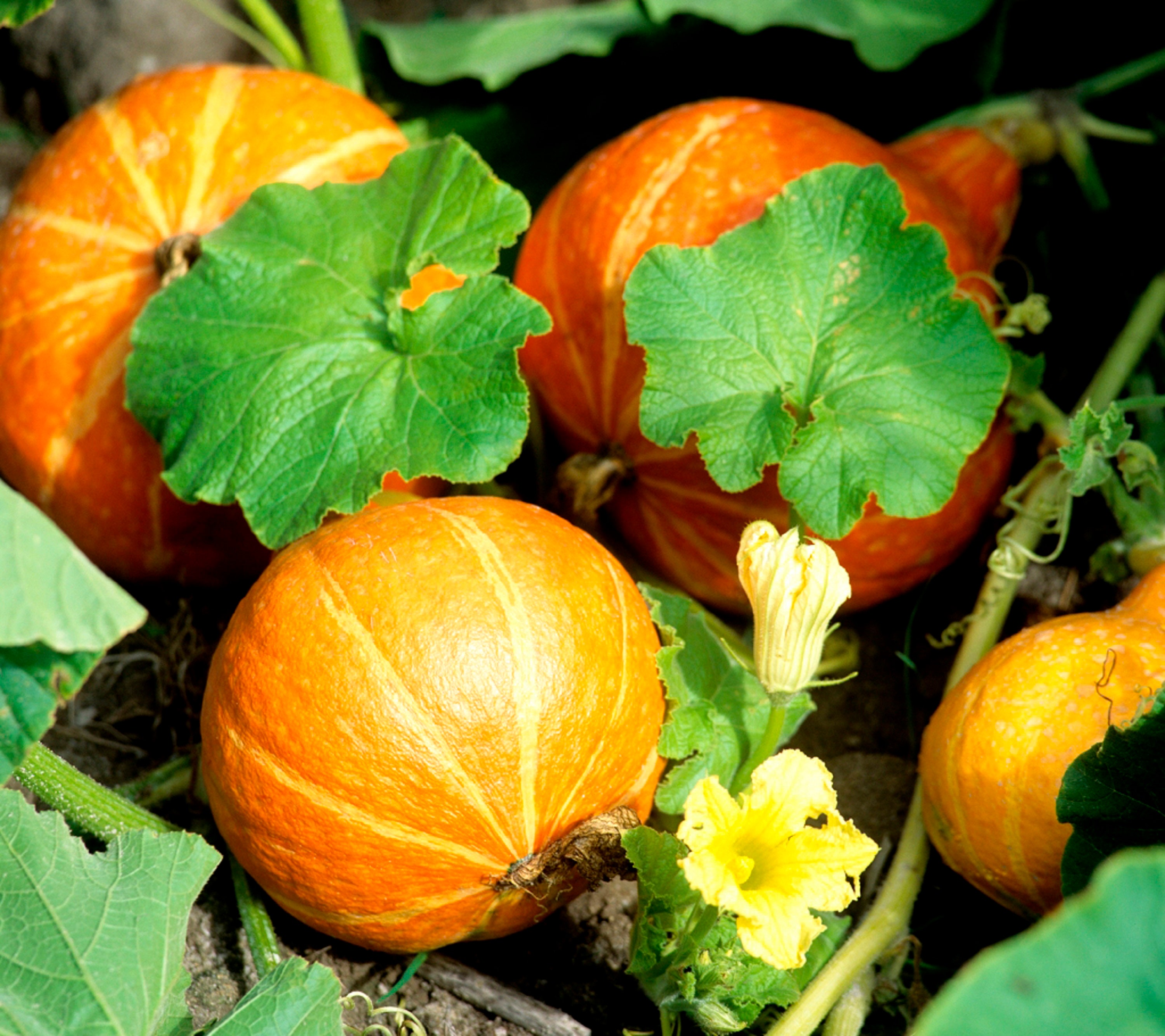 15 Graines de Potimarron - Légumes Courges Jardin Potager Semences Paysannes Organic Seeds