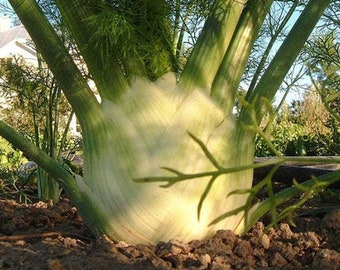 300 Graines de Fenouil - plantes jardins légumes fleurs aromatique - Semences Paysannes reproductibles - non traitées