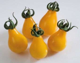 35 Yellow Pear Cherry Tomato Seeds - vegetable garden vegetable - - Reproducible Peasant Seeds - untreated