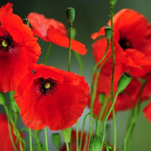 250 Wild Poppy Seeds - flower garden - Reproducible Peasant Seeds - untreated