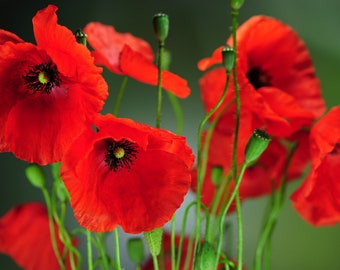 250 Graines de Coquelicot Sauvage - jardin fleur - Semences Paysannes reproductibles - non traitées