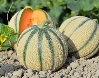 30 Graines de Melon Charentais- Jardin légume ancien - - Semences Paysannes reproductibles - non traitées