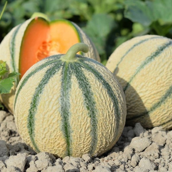 30 Graines de Melon Charentais- Jardin légume ancien - - Semences Paysannes reproductibles - non traitées