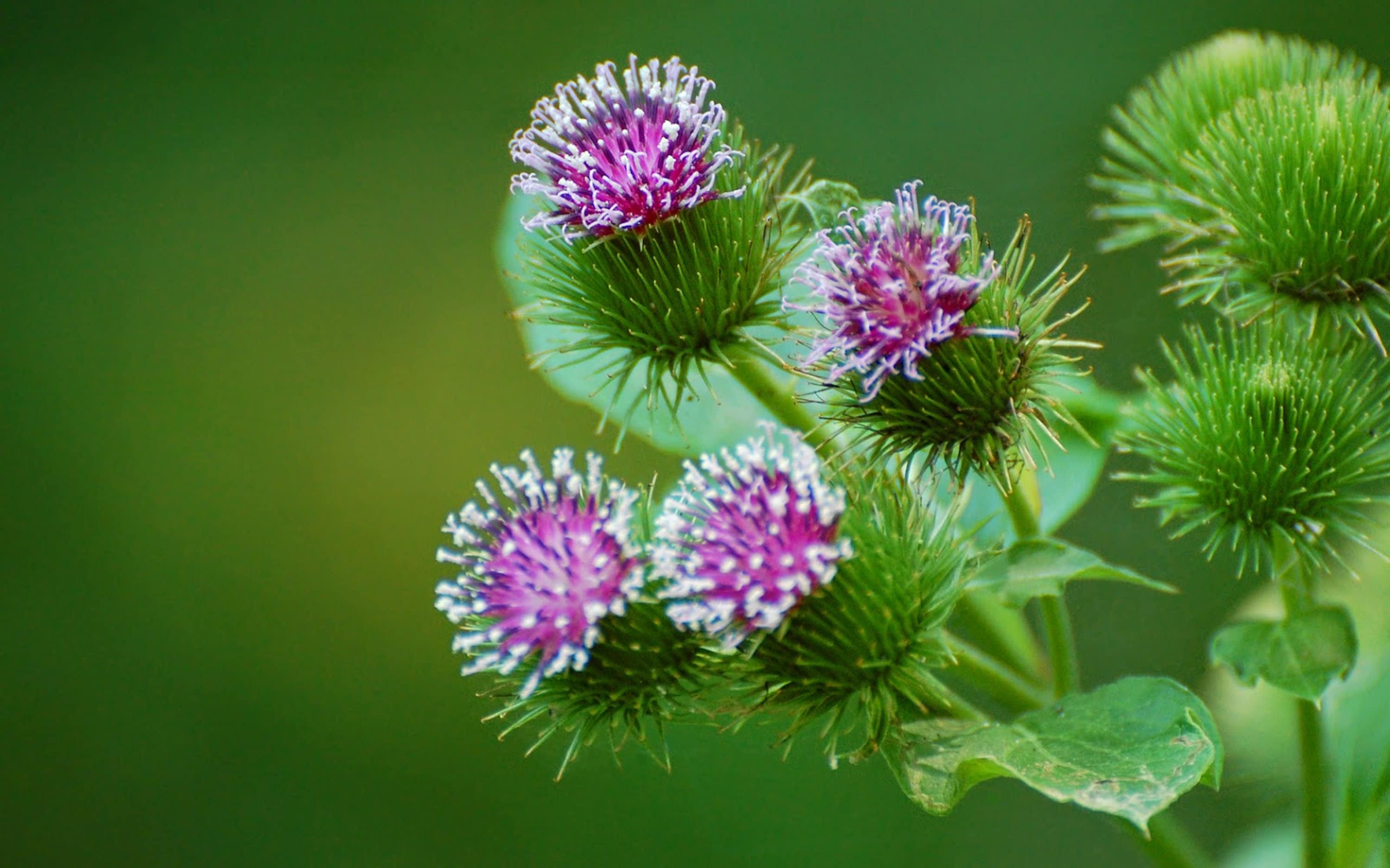 Лопух против. Репейник (Burdock). Репейник Луговой. Репейник цветет. Репей лопух.