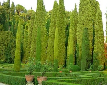 50 Graines de Cyprès d'Italie (Cupressus sempervirens stricta) - non traitées