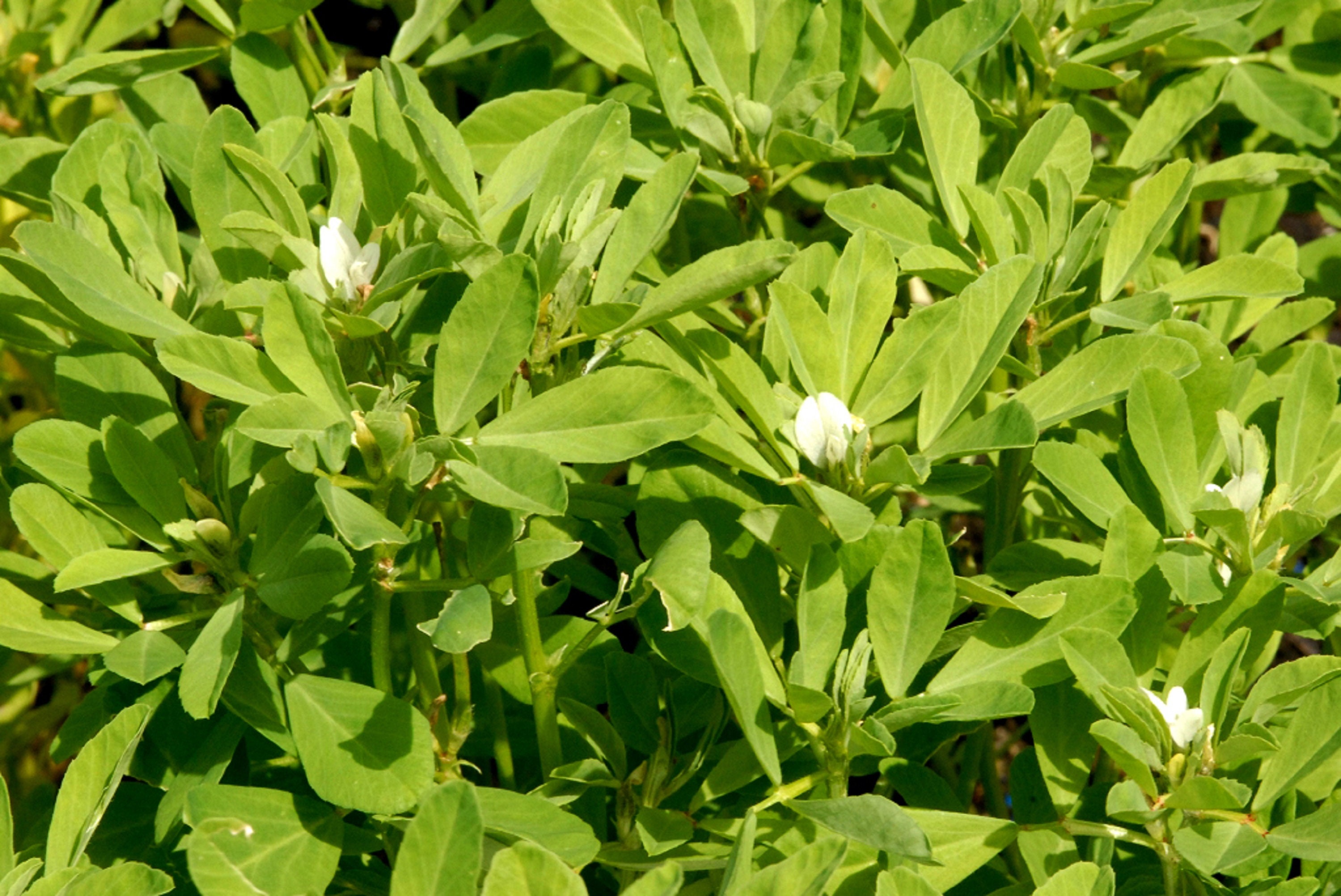 150 Graines de Fenugrec - Plante Médicinale Légume Jardin Semences Paysannes Organic Seeds