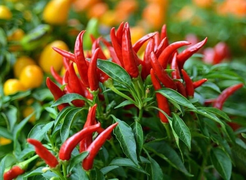25 Bird Pepper Seeds Vegetable garden garden organic method Etsy