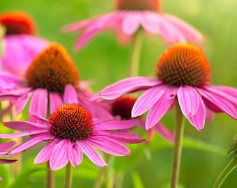 100 Graines d'Echinacée pourpre (Echinacea purpurea)- reproductible non traitée