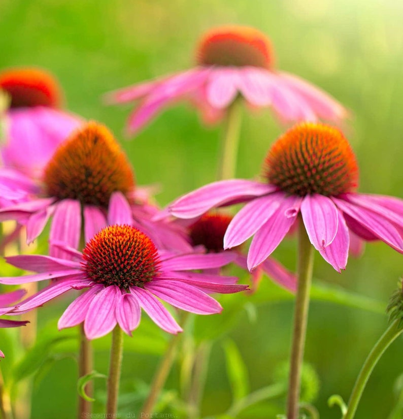 100 Graines d'Echinacée pourpre Echinacea purpurea reproductible non traitée image 1