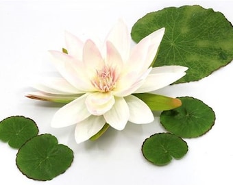 100 White Water Lily Seeds (Nymphaea pubescens) - aquatic flower plant