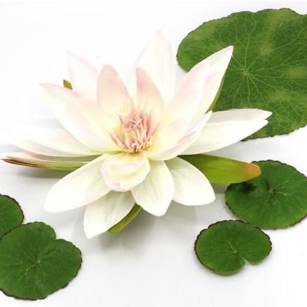 100 White Water Lily Seeds (Nymphaea pubescens) - aquatic flower plant