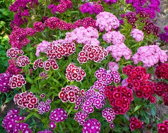 150 Chinese Carnation Seeds - flowers plant pot garden - Reproducible Peasant Seeds - untreated