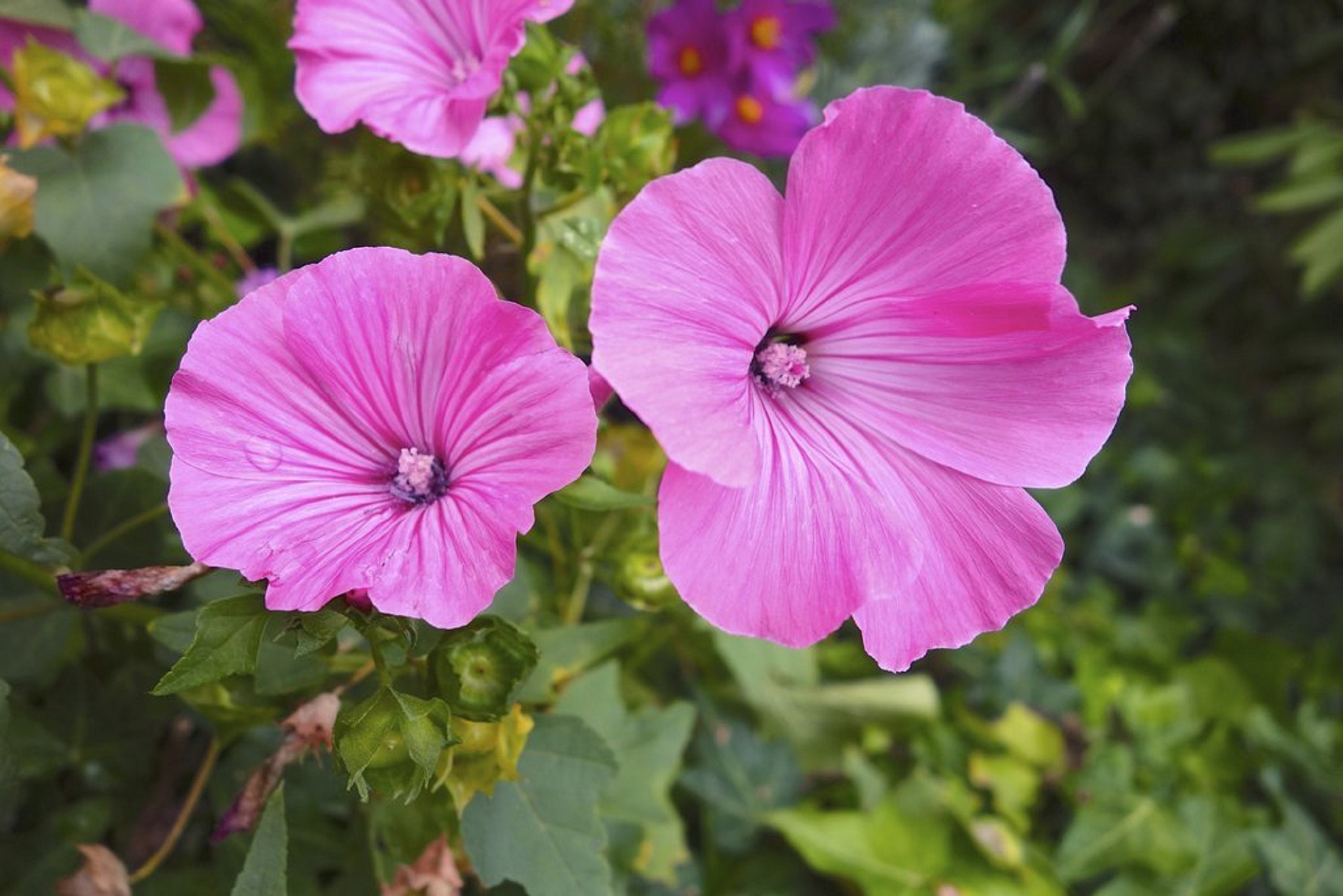 50 Graines de Mauve Royale - Fleurs Vivace Plante Mellifère Jardin Semences Paysannes Organic Seeds