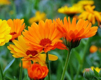 150 Marigold Seeds - flower garden friends - reproducible Peasant Seeds - untreated