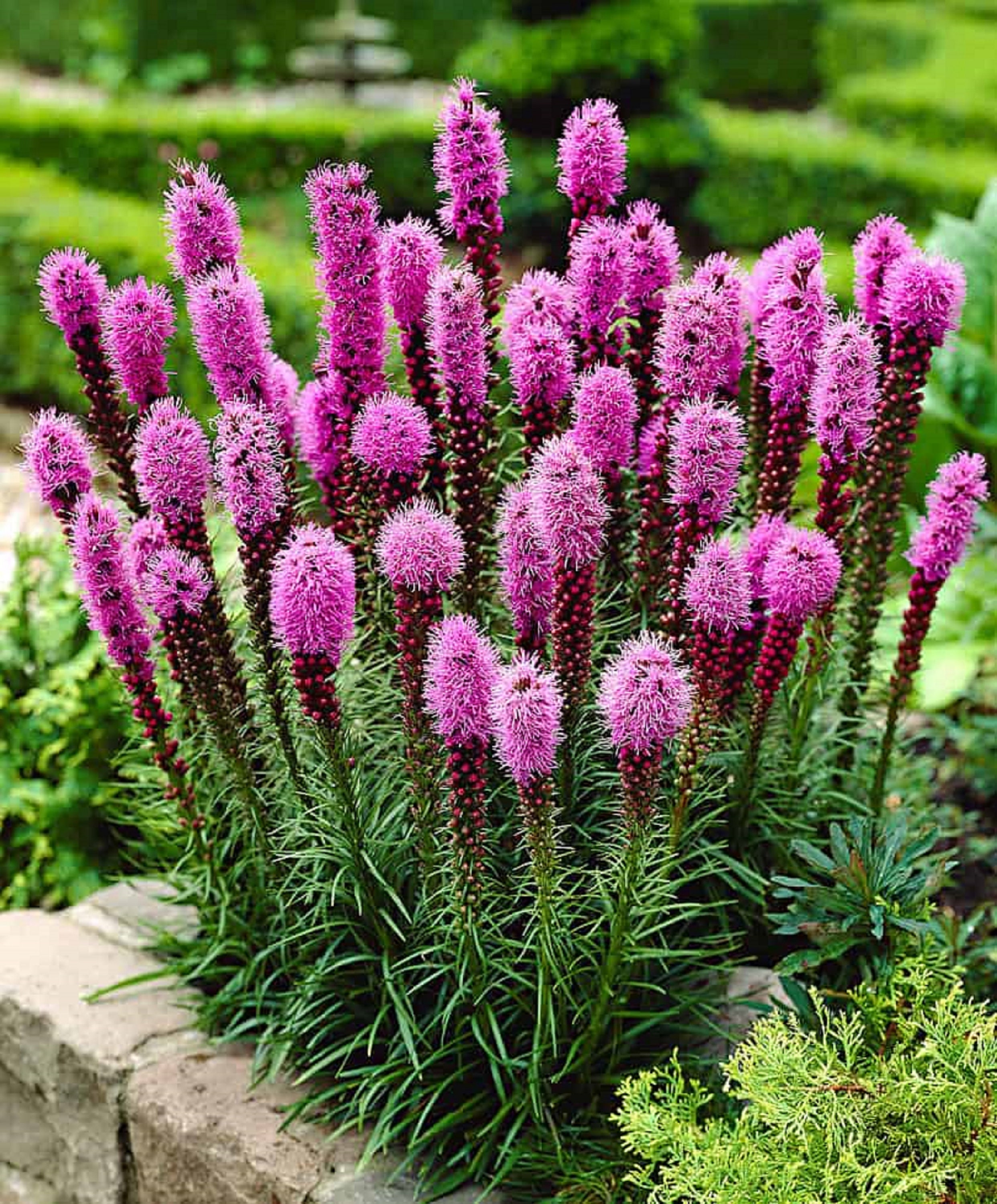 50 Graines de Plume Du Kansas - Liatris Spicata Rose Violacé Semences Paysannes Organic Seeds