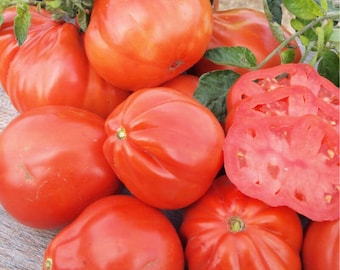 50 Graines de Tomate Red Pear - légume ancien jardin potager - Semences Paysannes reproductibles - non traitées