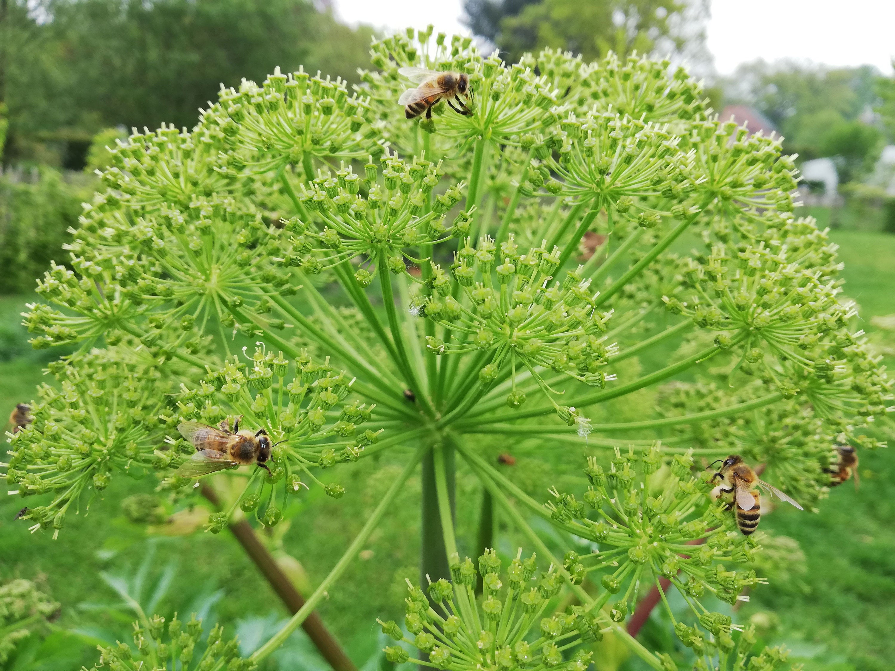 30 Graines d'angélique Officinale - Plante Aromatique Semences Paysannes Organic Seeds