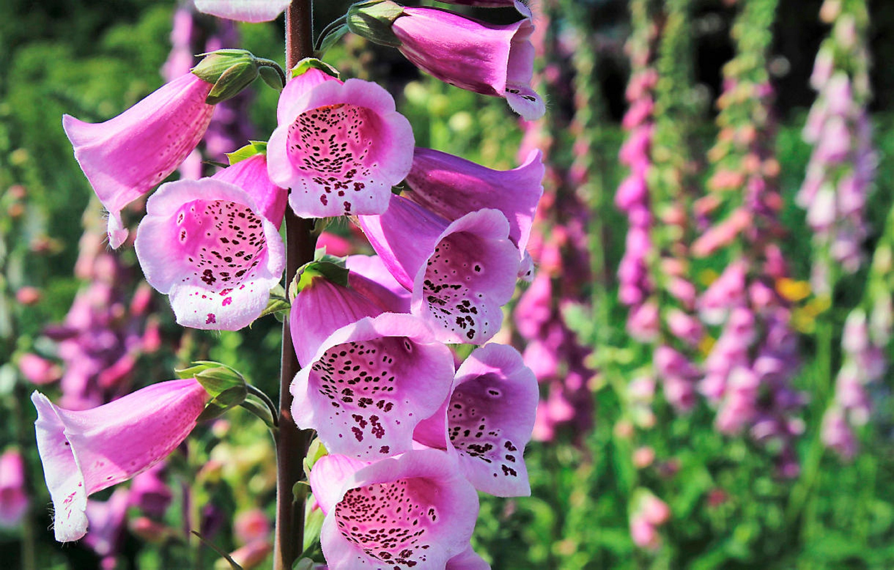 1000 Graines de Digitale Pourpre - Fleurs Ornementale Semences Paysannes Organic Seeds