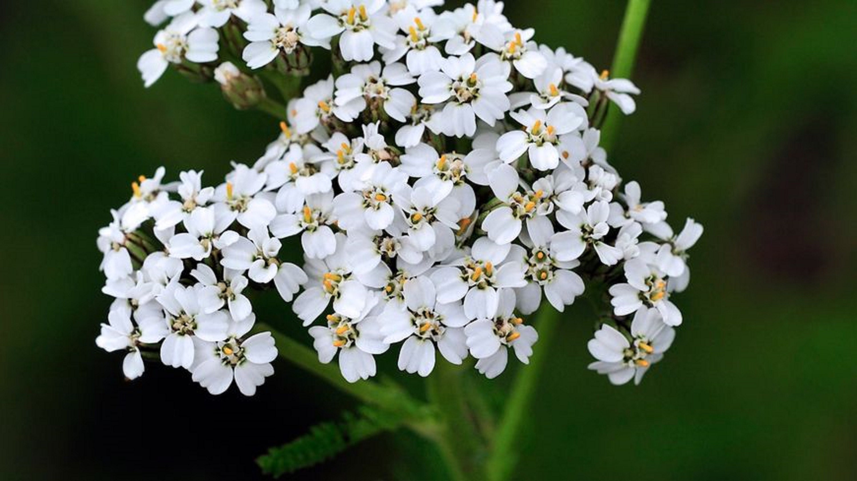 1000 Graines d'achillée Millefeuille - Fleurs Médicinale Aromatique Semences Paysannes Organic Seeds