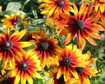 300 Graines de Rudbeckia Gloriosia Daisy - fleurs plante jardin - Semences Paysannes reproductibles - non traitées