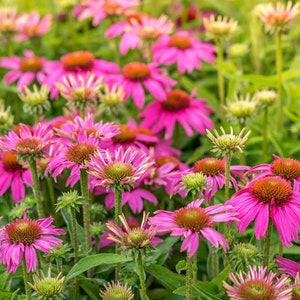 100 Graines d'Echinacée pourpre Echinacea purpurea reproductible non traitée image 2