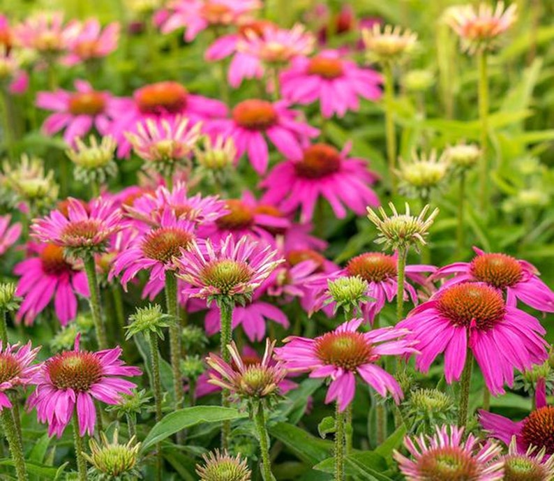 100 Graines d'Echinacée pourpre Echinacea purpurea reproductible non traitée image 2