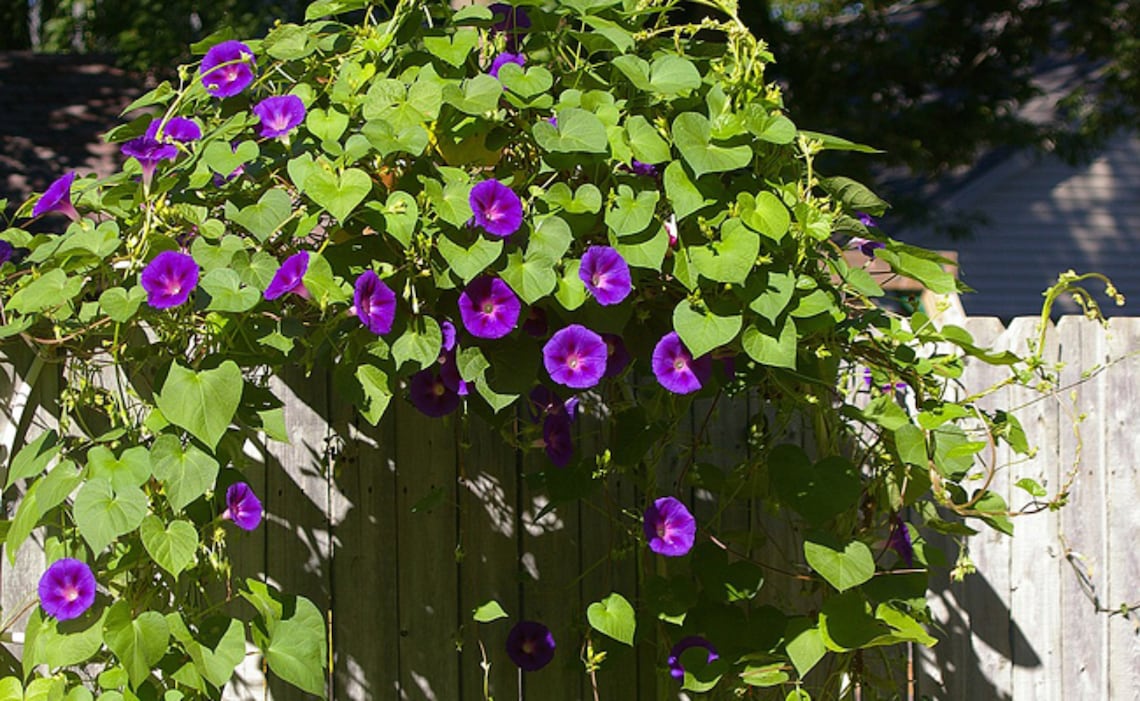 Semi Di Ipomea Blu - Pack Da 50 Semi Per Fiori Decorativi - Foto 8