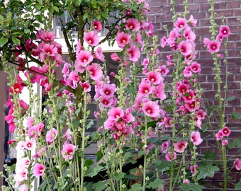 35 Graines de Rose Trémière - fleurs jardins ornement - - Semences Paysannes reproductibles - non traitées