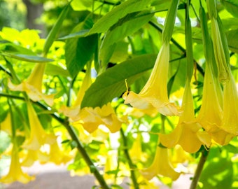 15 Graines de Trompettes de anges Jaunes (Brugmansia suaveolens) graines reproductibles