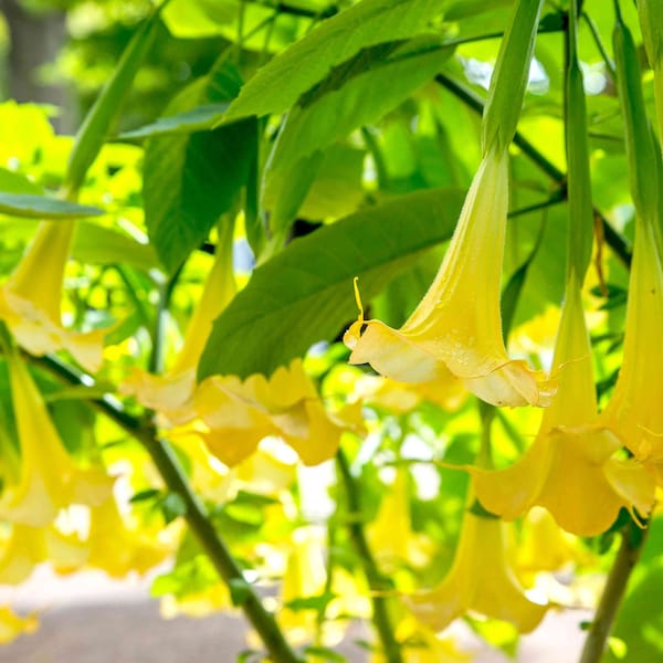 15 Yellow Angel's Trumpet Seeds (Brugmansia suaveolens) reproducible seeds