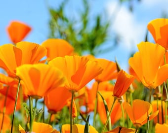 150 Graines de Pavot de Californie- fleurs mellifères - semences paysannes - non traitées
